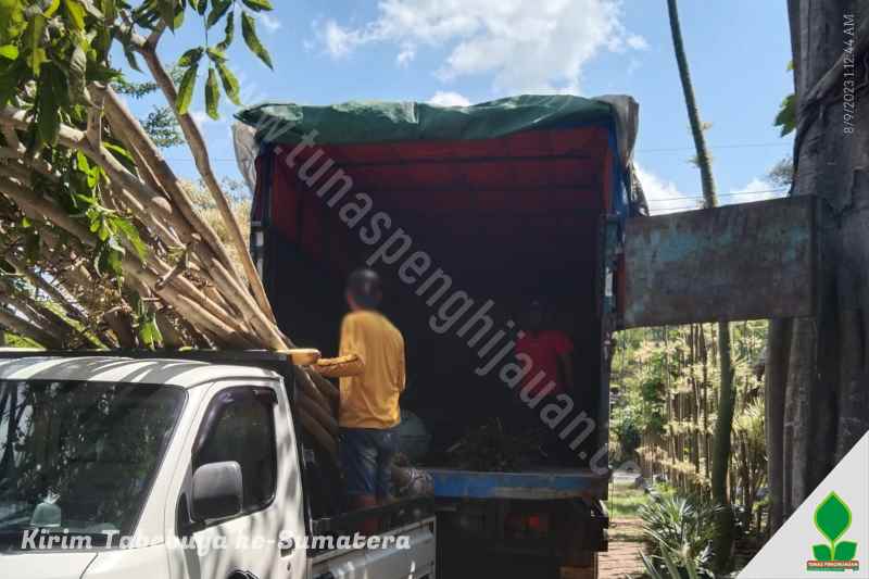 harga Tabebuya 3-4 Meter di Sumatera Utara