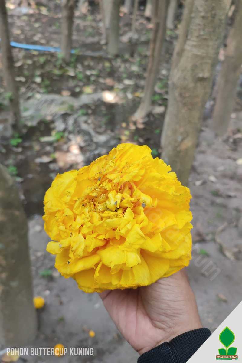 Pohon Buttercup Viral dicari Pecinta Tanaman
