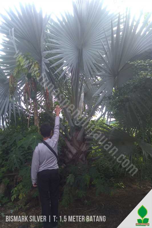 Palem Bismarkia 1 Meter UP Batang
