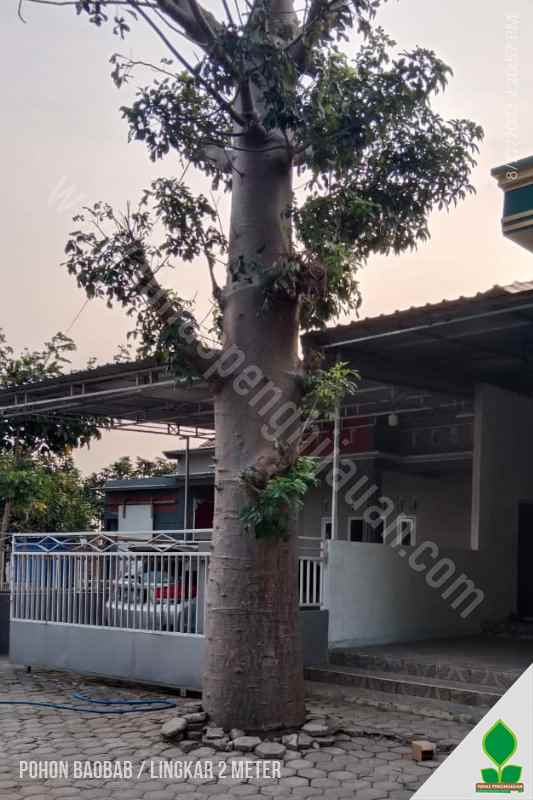 Harga Pohon Baobab Lingkar 2 Meter