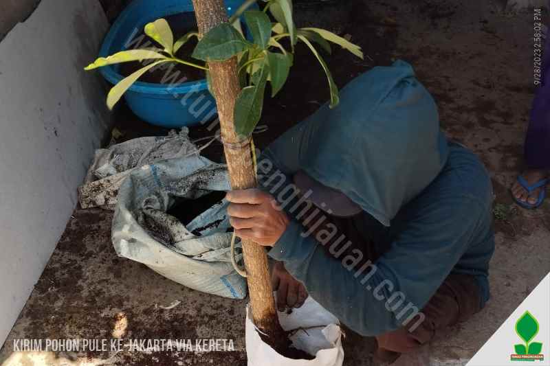 harga Pohon Pule 10 Batang ke-Jakarta Barat
