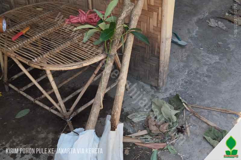 grosir pohon pule murah di Jakarta