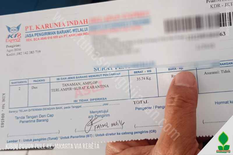 pengiriman pohon pule di jakarta