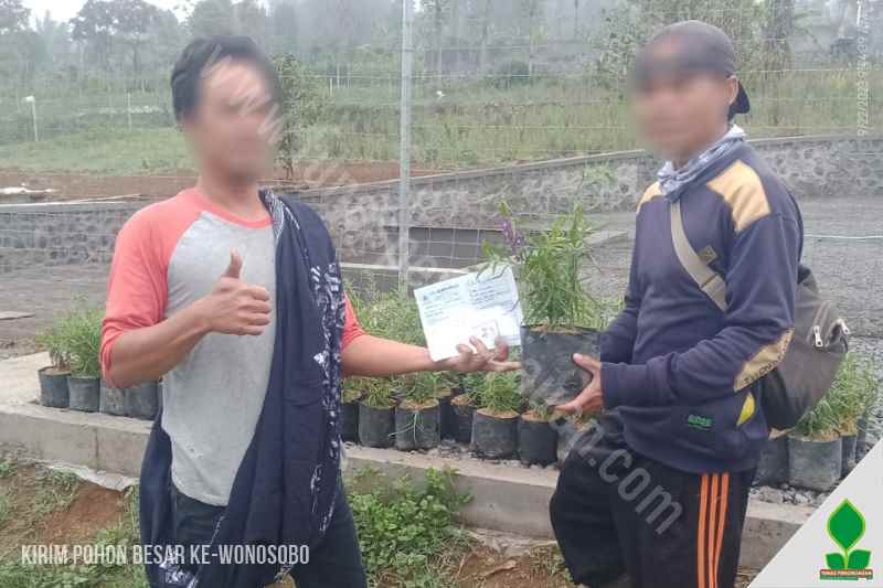 jual pohon liang liu di wonosobo jawa tengah