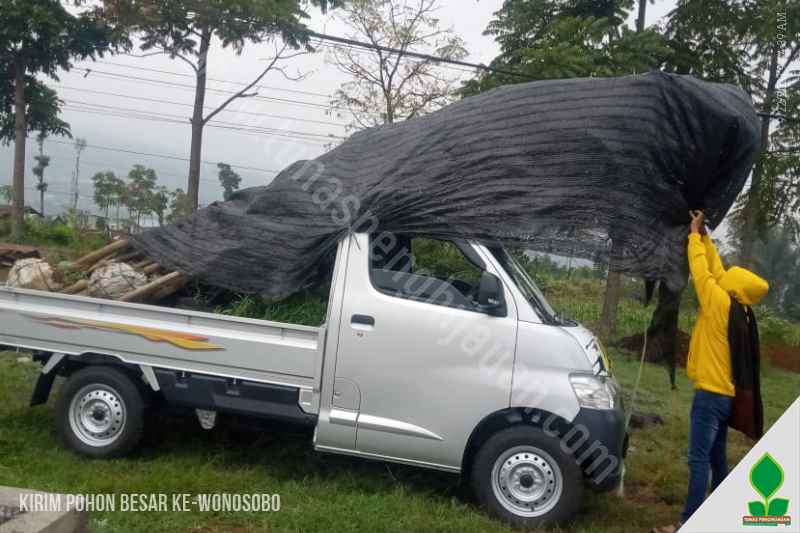 jual pohon liang liu di wonosobo jawa tengah