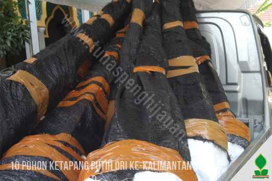 10 Pohon Ketapang Putih ORI ke-Kalimantan
