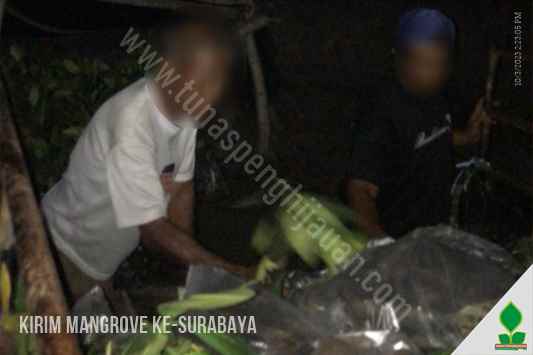 Kirim Tanaman Mangrove ke Surabaya