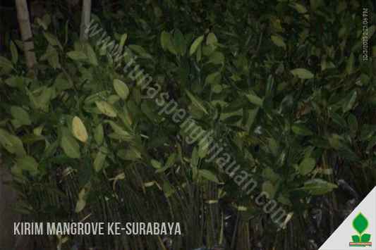 Kirim Tanaman Mangrove ke Surabaya