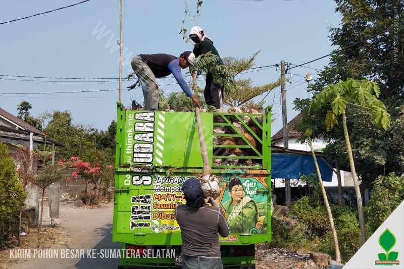 jual pohon besar di sumatera selatan