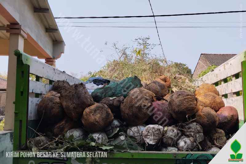 jual pohon besar di sumatera selatan