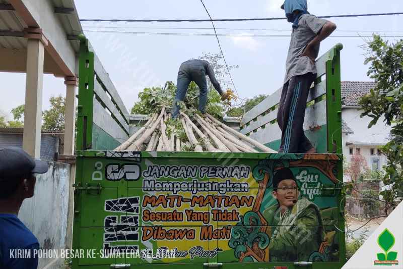 grosir pohon besar di sumatera selatan
