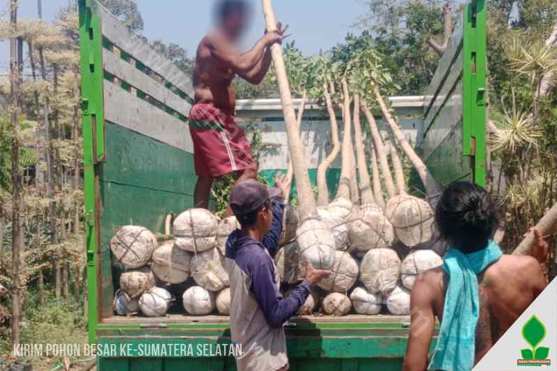 kirim pohon tabebuya ke sumatera selatan