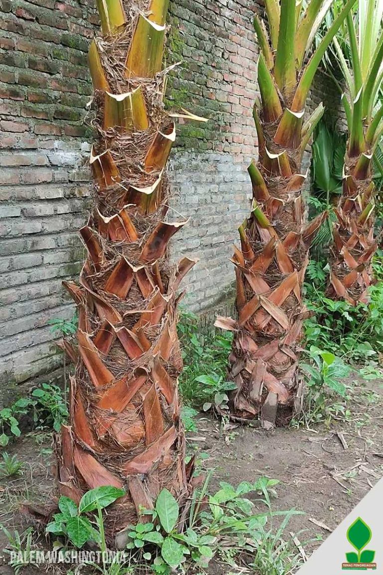 Palem Washington 2-3 Meter Daun