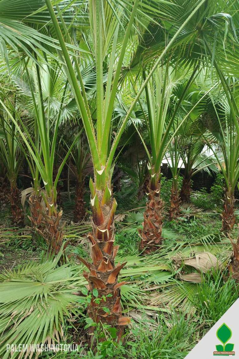 Palem Washington 2 Meter Daun