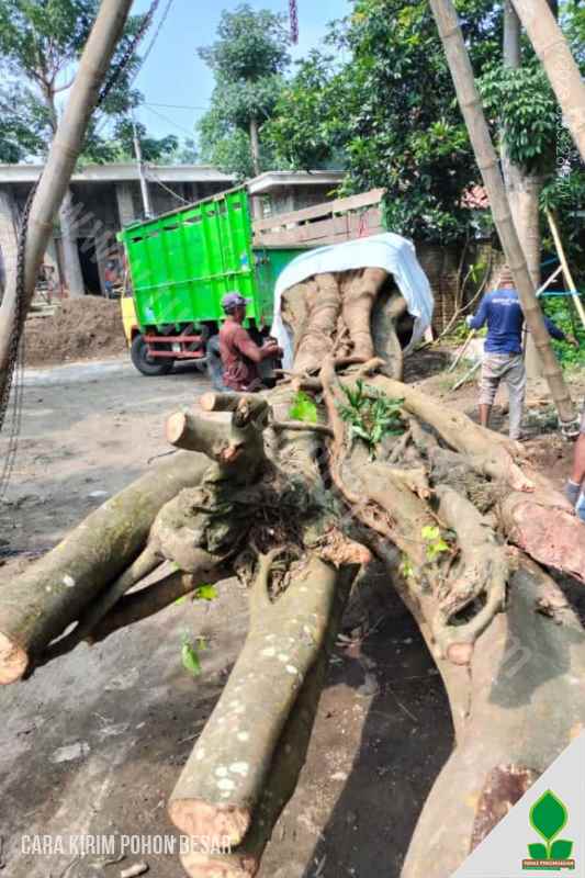 Bagaimana Proses Pengiriman Pohon Besar