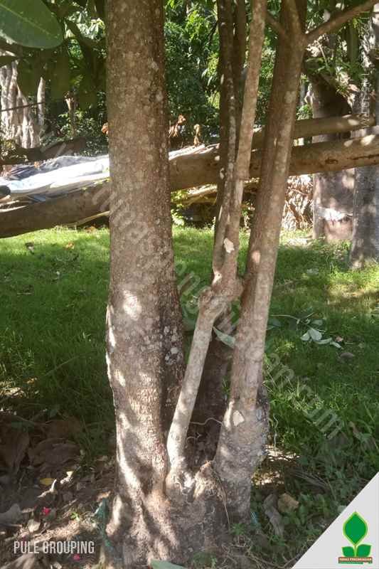 Pohon Pule Grouping 4-5 Meter