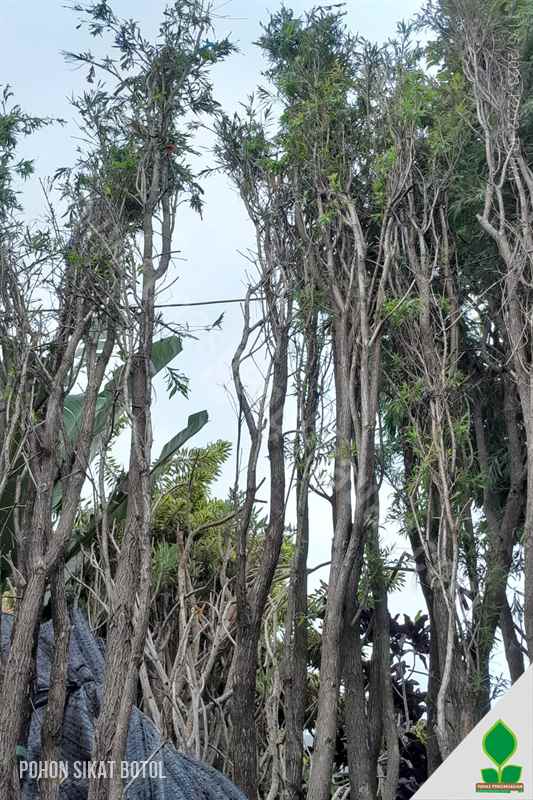 Pohon Sikat Botol 4-5 Meter UP