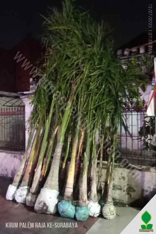 jual palem raja di Surabaya