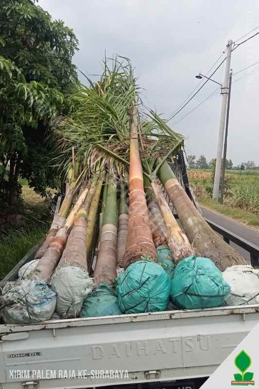 Kirim Pohon Palem Raja 25 Pohon ke Surabaya