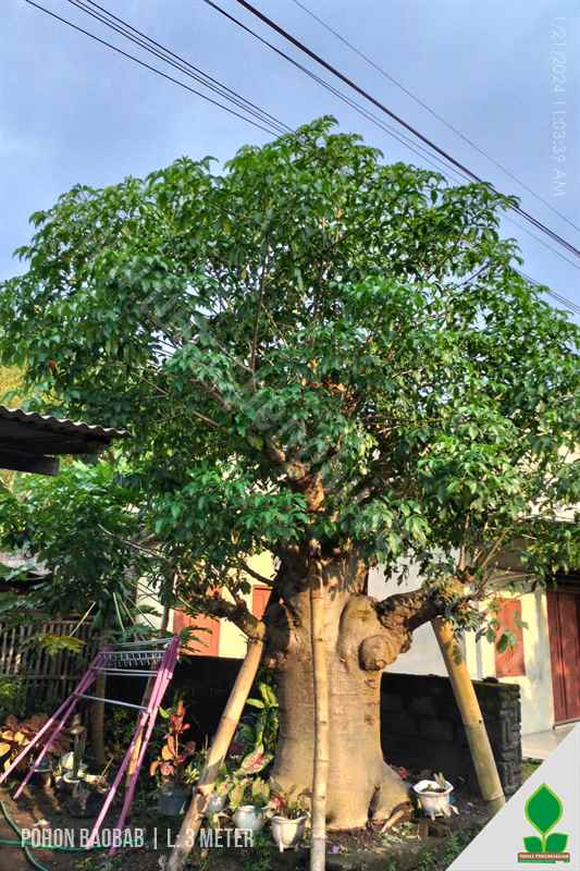 Pohon Baobab Fosil Lingkar 3 Meter