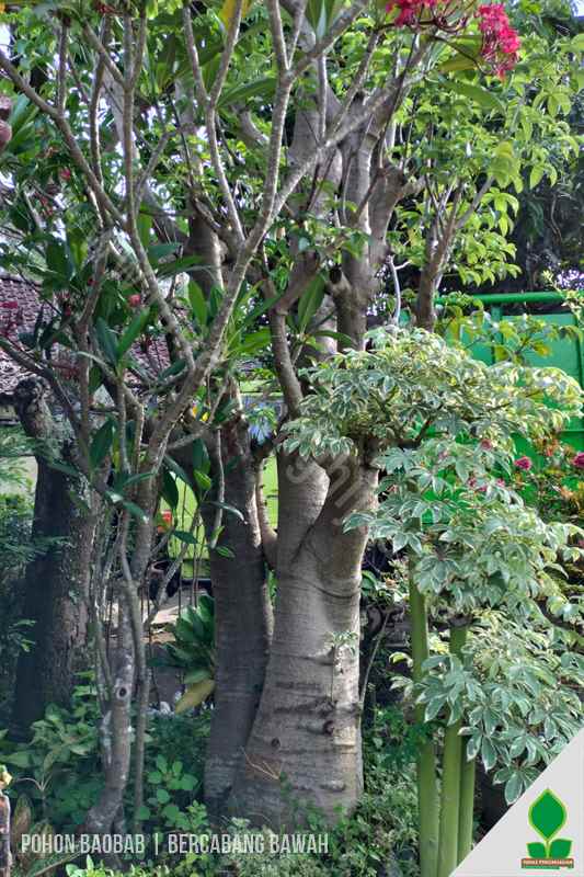 Baobab Bercabang 2 Siap Tanam