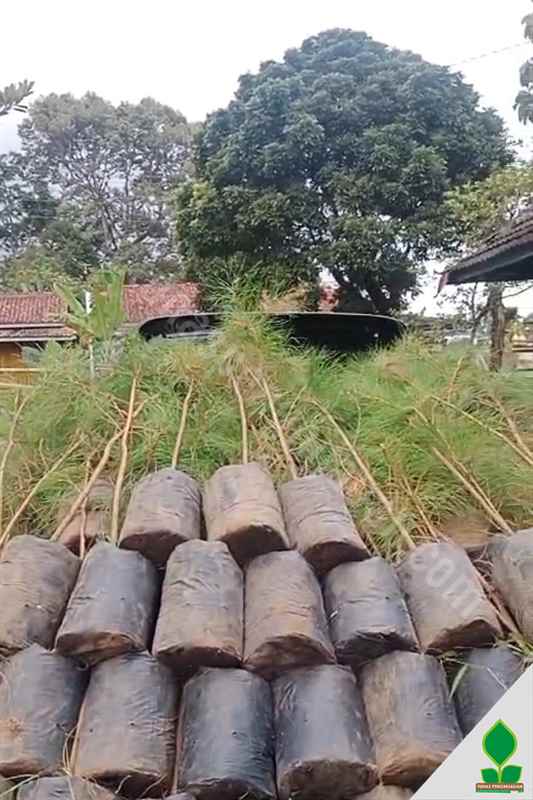 200 Pohon Pinus Merkusii ke-Sukabumi