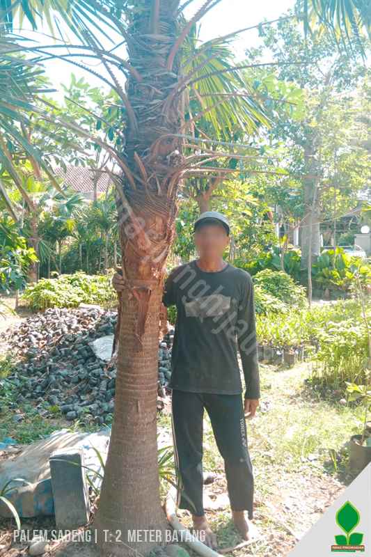 Palem Sinesis 3 Meter Batang
