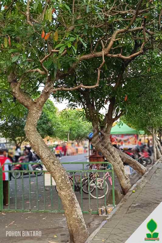 5 Alasan Pohon Bintaro Jadi Peneduh Jalan Kota