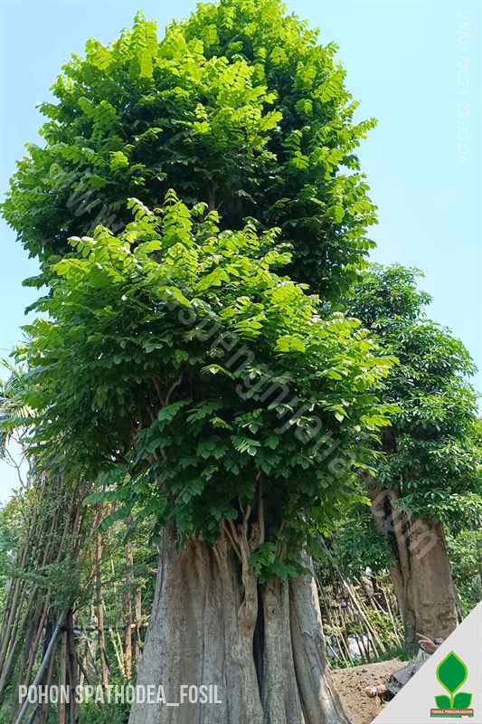 Pohon Spathodea Bonsai Super Besar