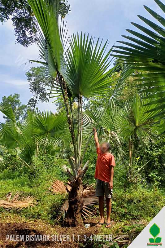 Pohon Palem Bismark 3 Meter Daun