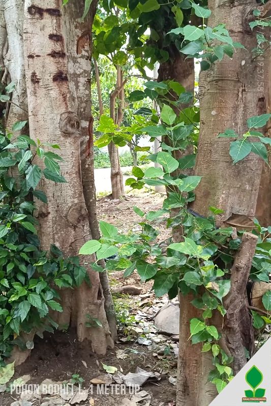 Jual Pohon Bodhi Lingkar 1 Meter