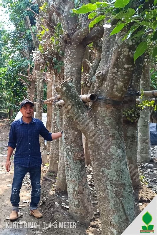 Pohon Sosis Kunto Bimo harga Murah