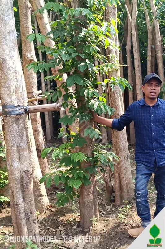 Pohon Spathodea Batang Besar