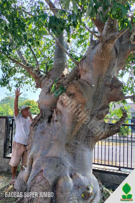 Pohon Baobab Super Besar dan Unik