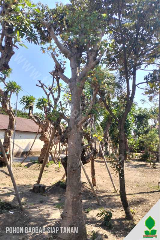 Pohon Baobab Harga Murah Kediri