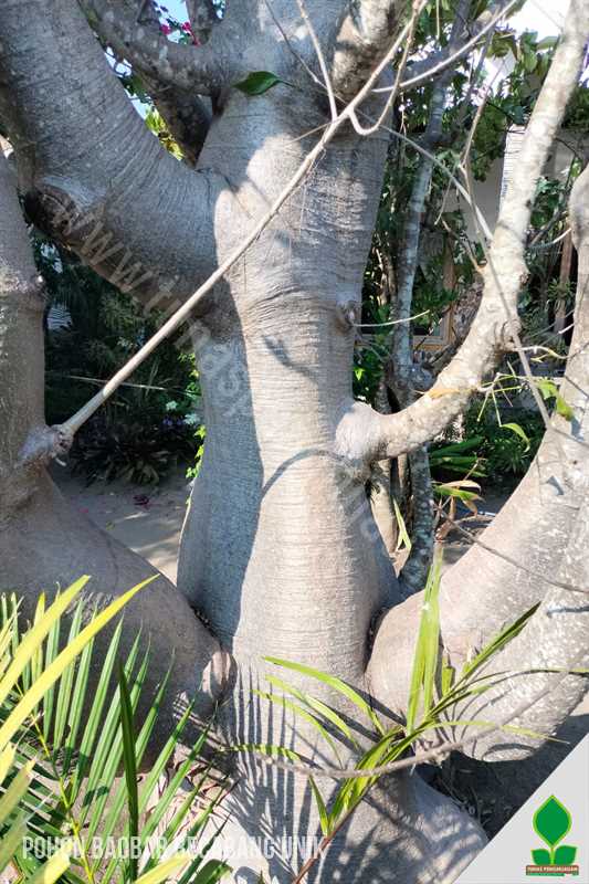 Pohon Baobab Berjari Super Unik