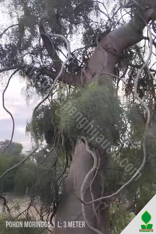 Pohon Moringa Afrika Lingkar 3 Meter