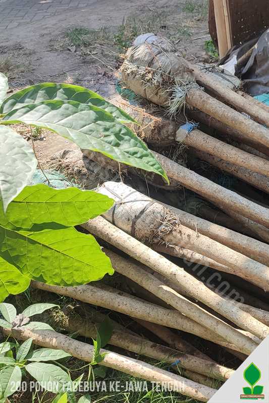 kirim pohon tabebuya di jawa tengah
