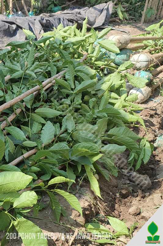 harga murah pohon tabebuya di jawa tengah