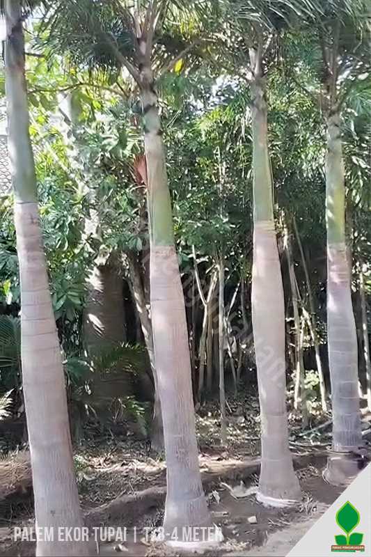 Palem Ekor Tupai 3 Meter Batang
