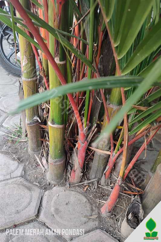 Tanaman Palem Merah Fix Ramah Bangunan