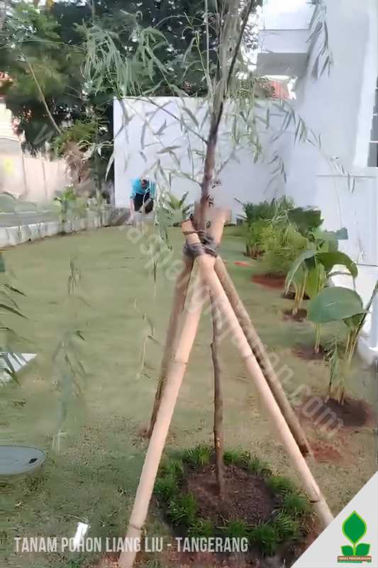 Penanaman Pohon Liang Liu di Tangerang