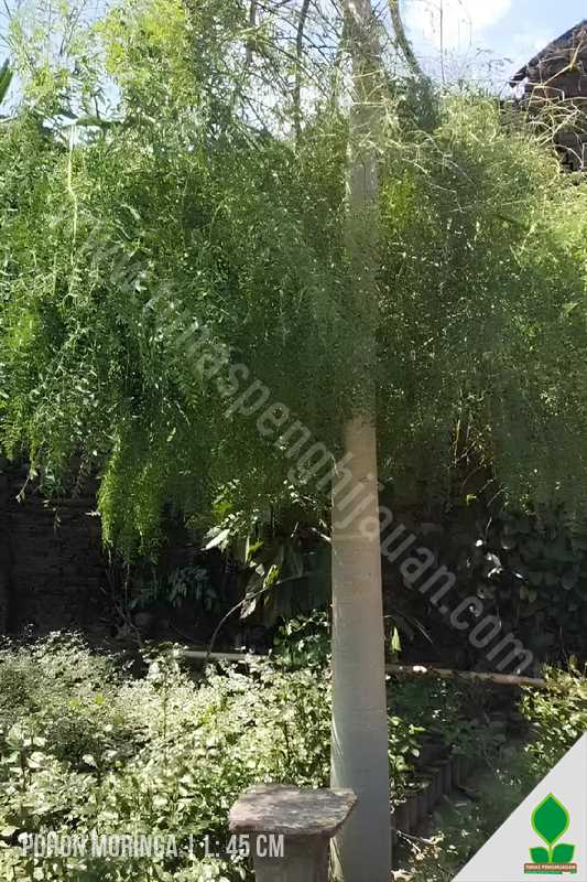 Pohon Moringa Kecil Siap Tampil