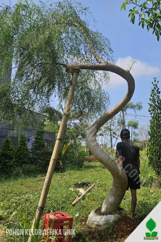 Pohon Moringa Unik untuk Landscape