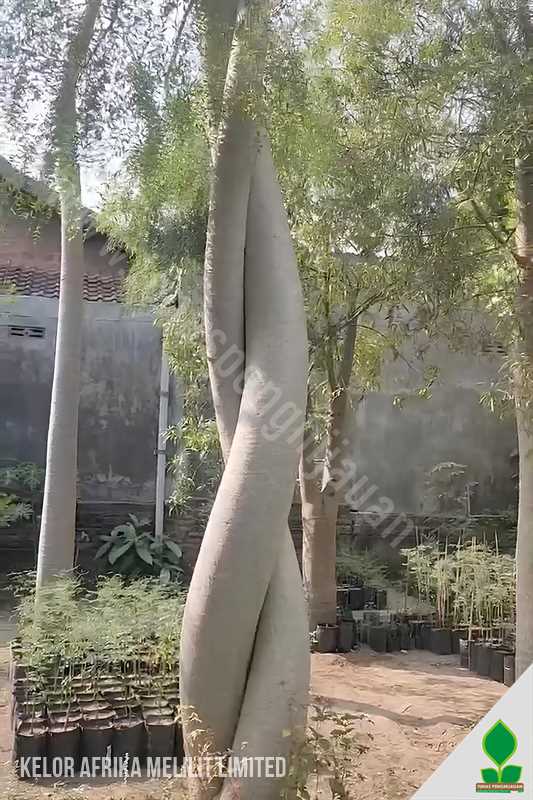 Pohon Moringa Melilit Ganda Unik