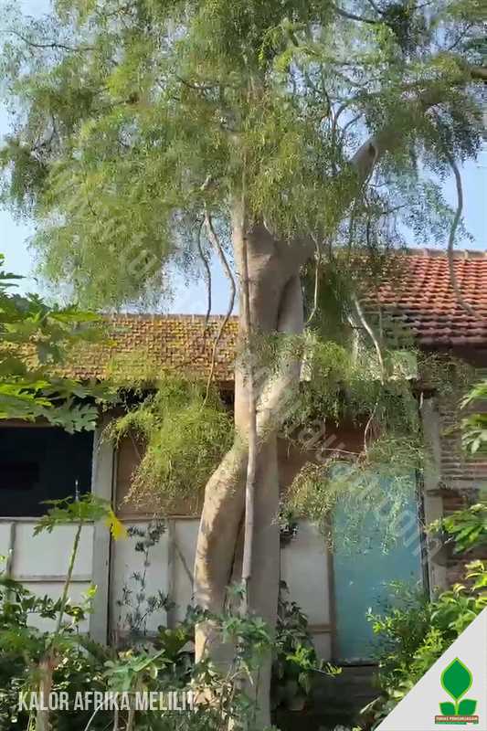 Pohon Kelor Afrika Melilit Eksotis