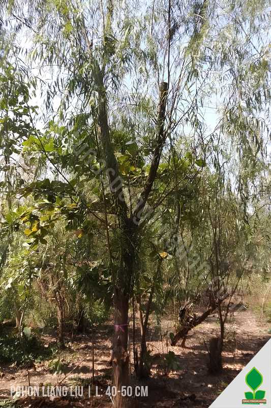 Pohon Willow Batang Lingkar Besar