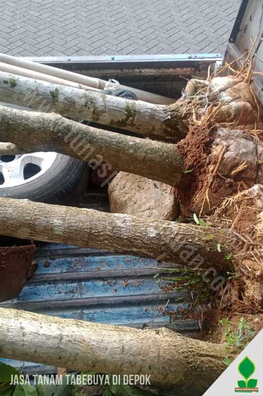 Jasa Tanam Pohon Tabebuya Rosea di Depok Jawa Barat