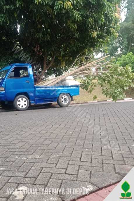 Jasa Tanam Pohon Tabebuya Rosea di Depok Jawa Barat