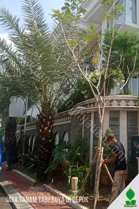 Jasa Tanam Pohon Tabebuya Rosea di Depok Jawa Barat